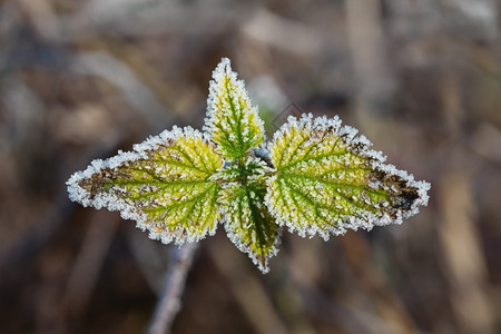 被冰冻覆盖的植物关闭草地自然天气图片
