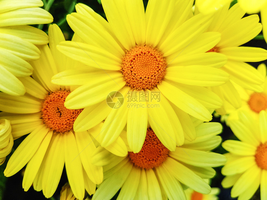 花束园中多彩黄色朵的近视新鲜明信片图片