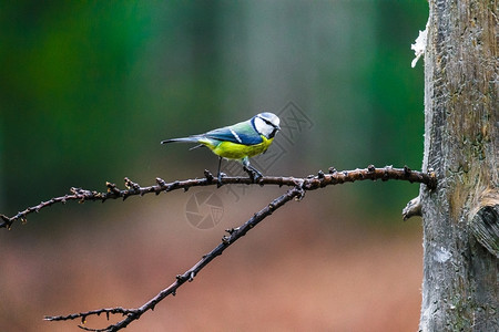 蓝提鸟坐在春林的树桩上蓝提鸟坐在树桩上山雀羽毛伟大的图片