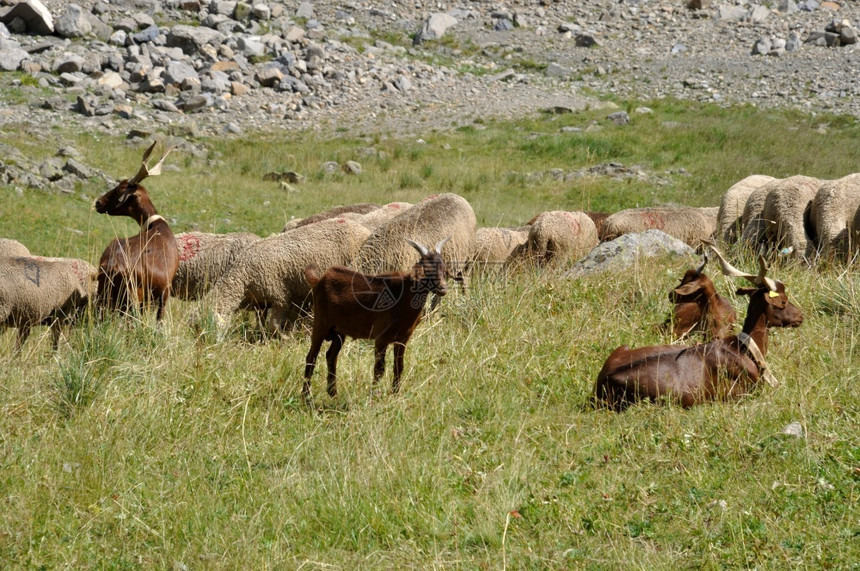 高级萨瓦省阿尔卑斯山的羊群和放牧田园图片
