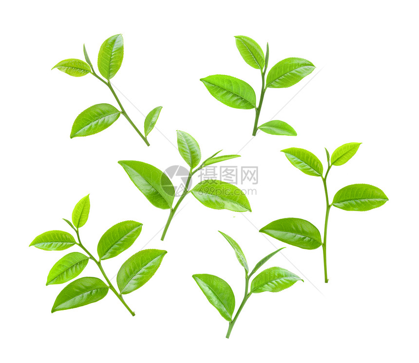 美丽叶子植物群白背景孤立的茶叶图片