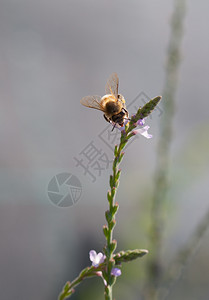 蜜蜂美食在一朵小野花上收集蜜授粉一种自然图片