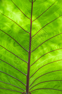 绿色生活带有线纹理的宏绿菜叶背景生长图片