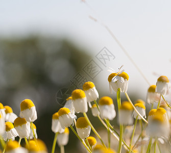 盛开的菊花图片