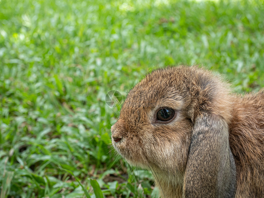 坐在青草上的可爱兔子图片
