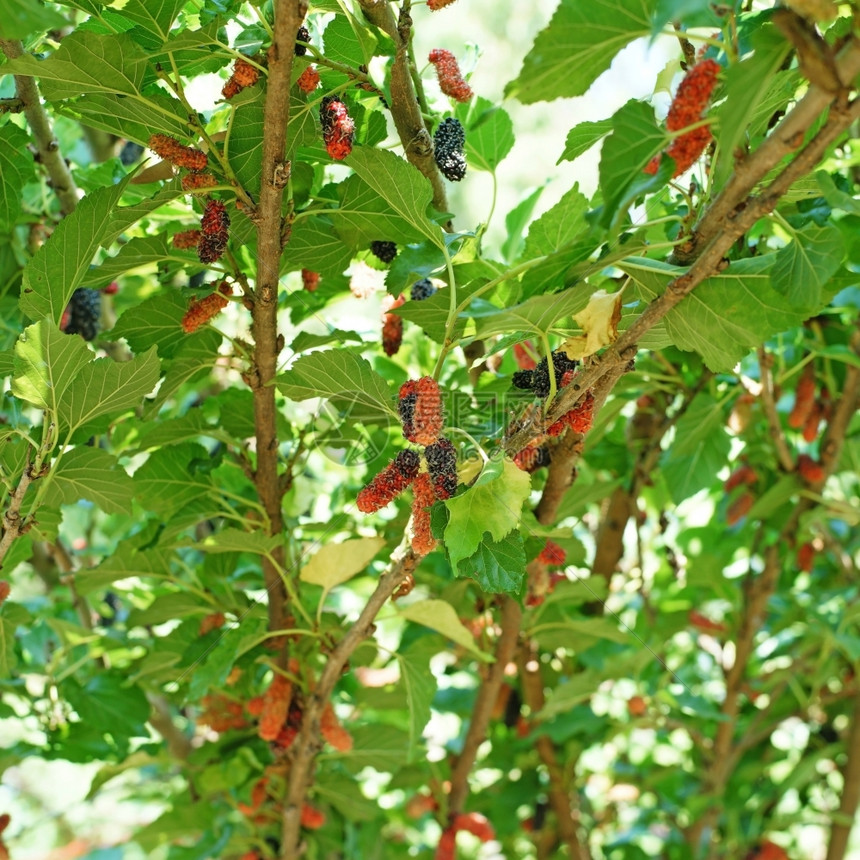 门户14在有机农场的树上种植一棵木莓果美味的剥图片
