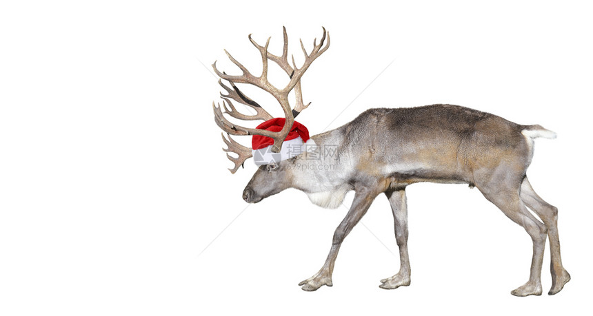动物圣诞老人鹿帮手帽子关闭芬兰森林驯鹿完全隔离在白色背景上复制空间驯鹿帽关闭在白色背景上喇叭剪纸图片