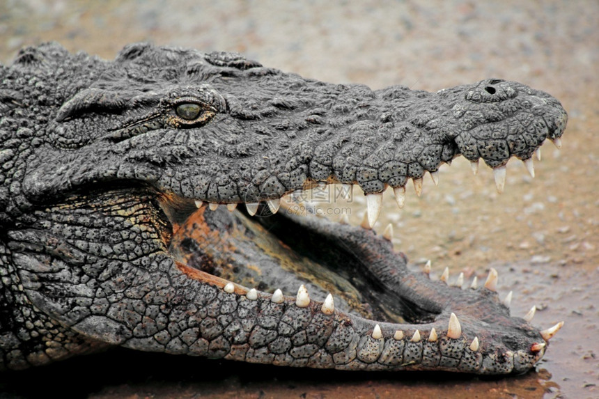 保护爬虫南非一个大尼罗河鳄鱼无牙的裸下巴开阔大型尼罗河爪形画像南部图片