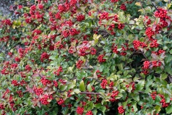 10月在瑞典斯德哥尔摩市瑞典斯德哥尔摩用刺青叶和红莓树举行户外天美丽图片