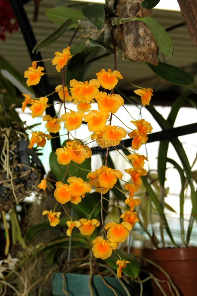 明亮的精美多彩兰花物种黄色橙丁利恩德里尼varagregatum图片盛开图片