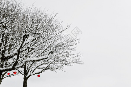 冬眠时间雪下有红球的冬季树节枝设计图片