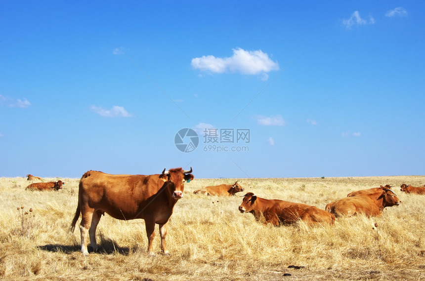 自然夏天在葡萄牙Alentejo地区田里休息的奶牛农业图片