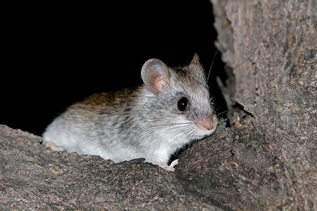 米斯蒂沙罗米斯老鼠脚掌一只夜间阿卡西亚树鼠Thallomyspaedulcus坐在一棵树上背景