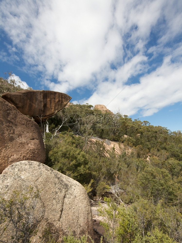 澳大利亚塔斯马尼的澳大利丛林塔斯马尼的典型澳大利丛林典型的云塔克图片