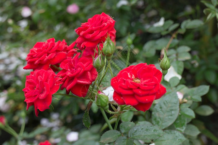 绽放植物群花园的红玫瑰灌丛股票照片丰富图片