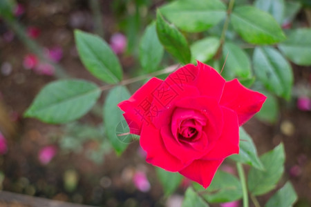 叶子衬套脆弱花园的红玫瑰灌丛股票照片图片