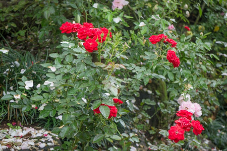 花瓣园的红玫瑰灌丛股票照片红色的门户14图片