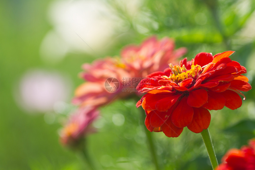 颜色美丽红大花在春天的园里开明亮的图片