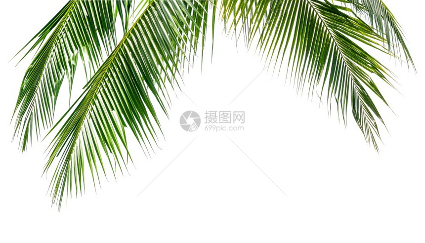 在白色背景上孤立的椰子棕榈叶目分支美丽图片