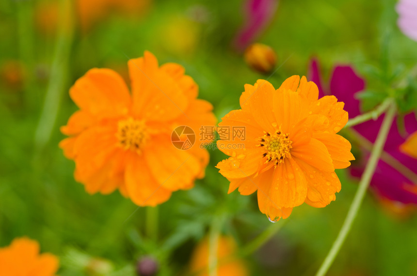 令人惊叹的双羽状两朵橙色的花在日本两朵湿橙色的花宇宙在日本紫色的图片