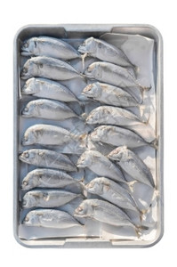厨师亚洲人印度马克尔鱼在白上被孤立动物高清图片