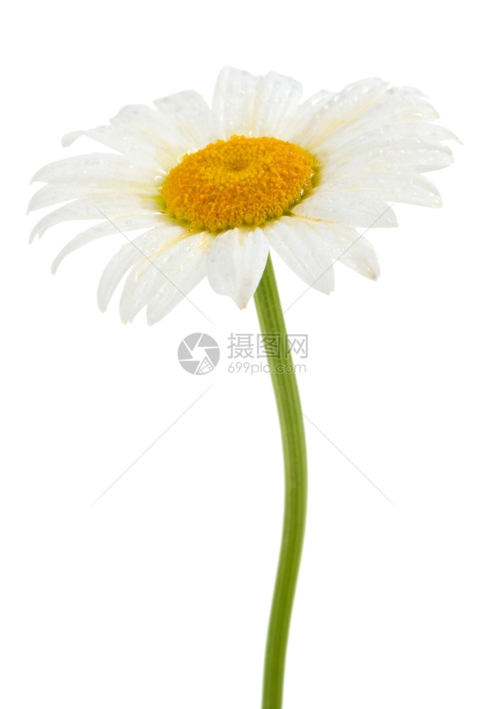 黄色的白美丽甘菊和孤立水滴植物图片
