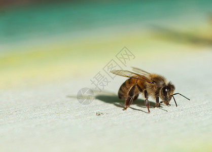 蜜蜂亲爱的美食回家户外黄色的自然图片