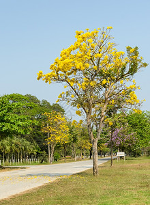蓝色的草塔贝布亚阿根特树黄花色的图片