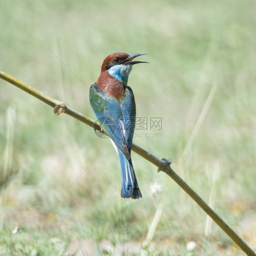 自然热带蓝鸟胸蜜蜂食梅罗普斯维里迪站在树枝上哽咽图片