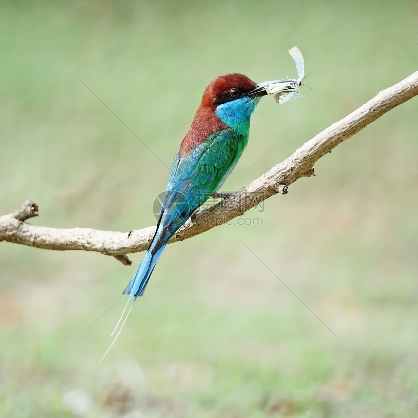 荒野美丽的绿色和蓝鸟胸蜜蜂食梅罗普斯维里迪围在树枝上乳房剖面图一种森林图片