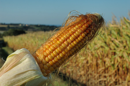 酒精外壳一颗成熟的玉米之耳谷物图片