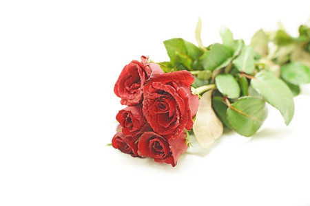 花的束白色背景中孤立的情人节玫瑰花植物背景图片