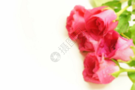 情人节日背景的模糊紫玫瑰图片爱热带新的图片