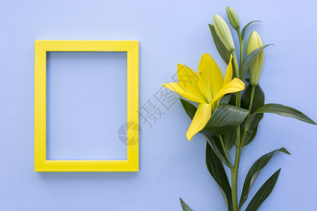 带有百丽花蓝色表面的空黄框架坚果种子抽象的背景图片