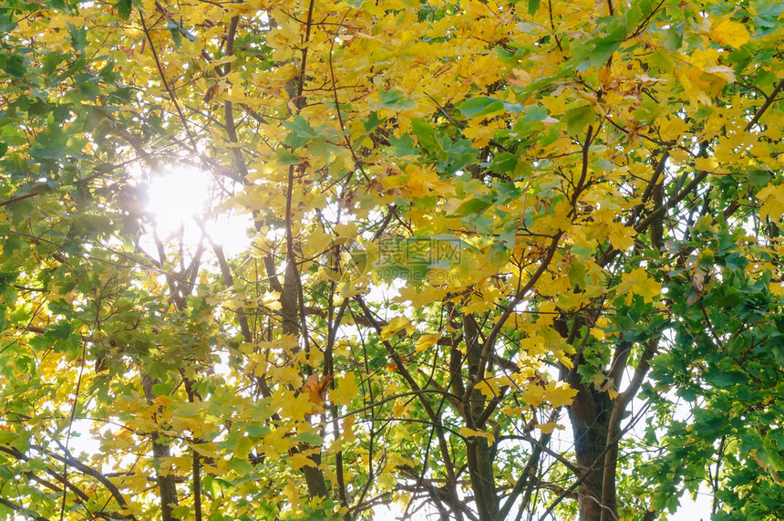棕色的秋天有黄叶子的树通过枝阳光通过树枝秋天有黄色叶子的树分支机构环境图片