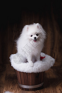 佩克尼奥斯坐在木桶上的小可爱狗Pomeranian狗一种肖像坐着背景