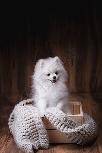 哺乳动物快乐的坐在木桶上的小可爱狗Pomeranian狗图片