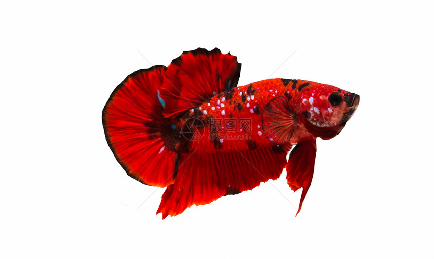 Betta或打架鱼在用于烘烤图片和背景像的近视中彩色优美红的抽象斗鱼图片
