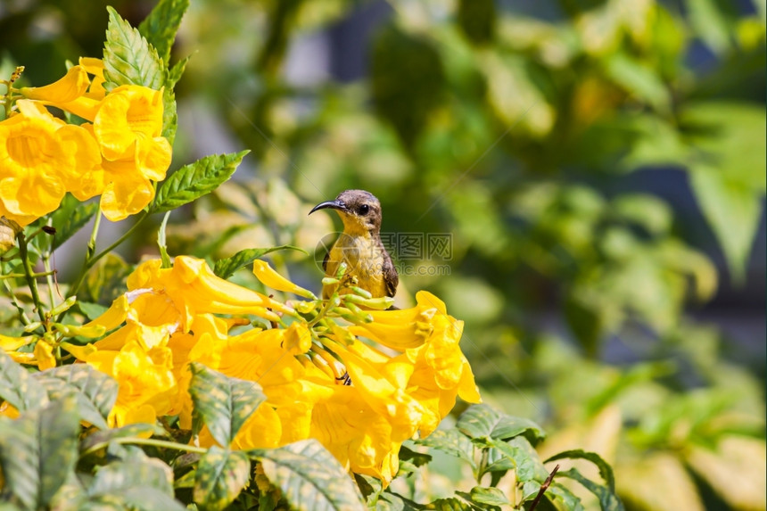 辛尼里斯橄榄支持黄鸟或鹰抓着色花朵紧太阳鸟图片