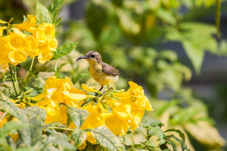 可爱的喙辛尼里斯黄鸟或鹰抓着色花朵紧图片
