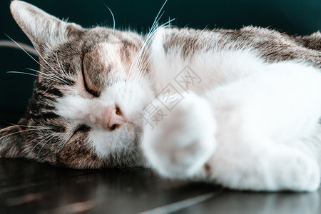 毛茸的可爱猫咪睡觉图片