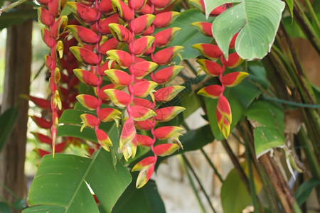 巴厘岛蝎尾蕉花园丰富多彩的图片