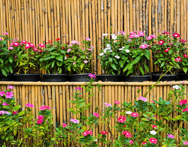 竹墙上的花盆盛开春天粉色的图片