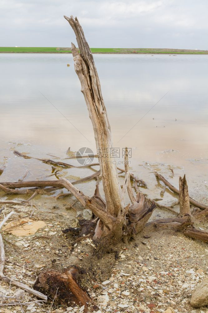 老的塞浦路斯拉纳卡盐湖海岸断裂树枝2016年月拍摄低的图片
