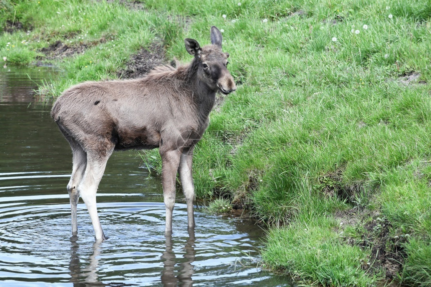 新生动物体内的驼鹿丹麦阿拉斯加州图片