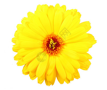 金盏花瓣一朵黄色的卡伦杜拉花孤立在白色背景上近距离摄影棚万寿菊正面浪漫背景