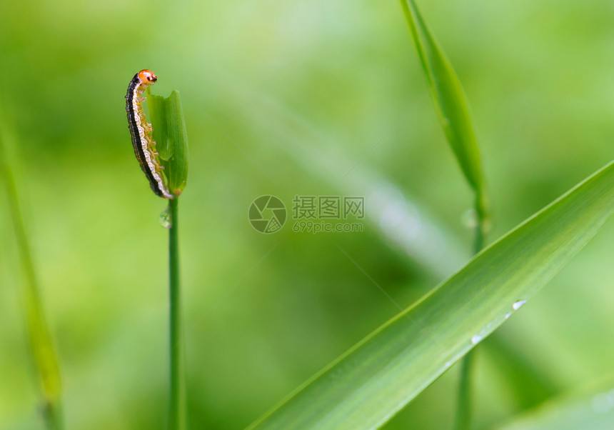 蠕虫吃草上有条纹的幼虫在草上蠕吃蝴蝶俄罗斯花图片