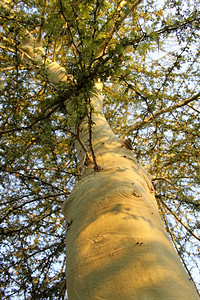 高的大绿色茎刺树枝和叶荆棘抽象的图片