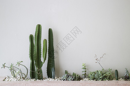 现代室内装饰收集各种仙人掌和苏体植物存货照片团体锅沙漠图片