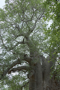 非洲南部两千年的树干图片